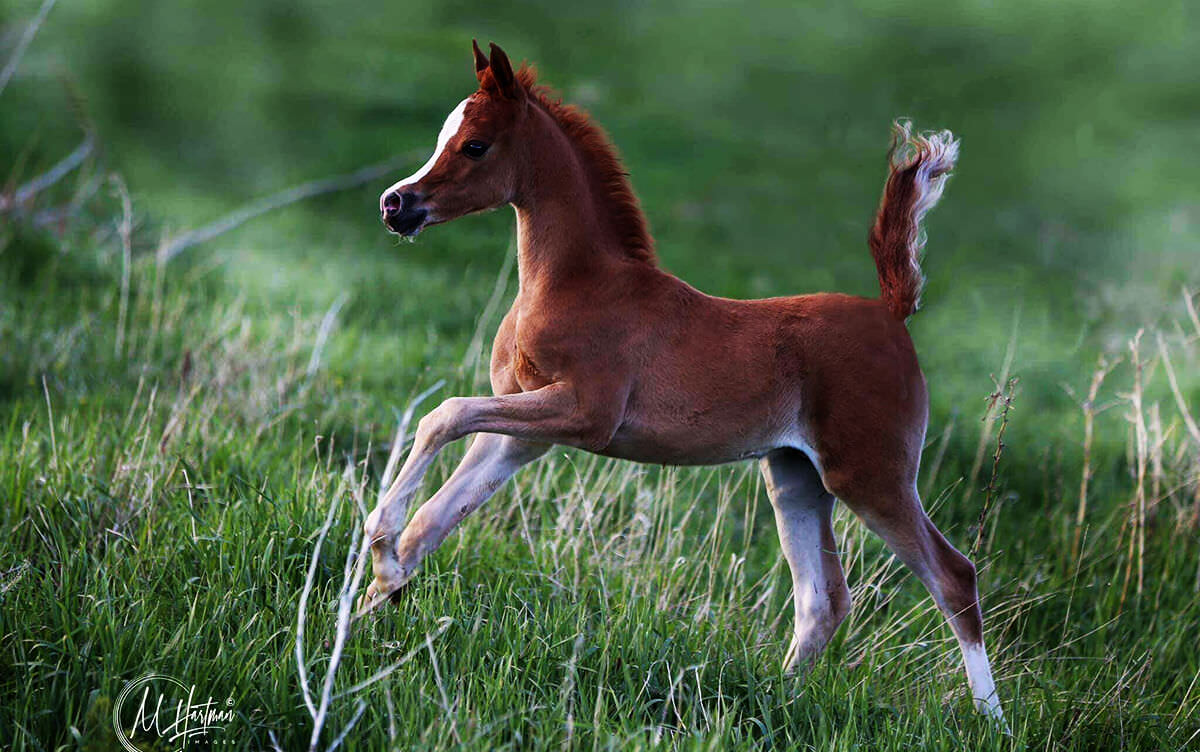 arabian horse shopping gift club